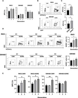 Non-canonical Wnt/Ca2+ signaling is essential to promote self-renewal and proliferation in colon cancer stem cells